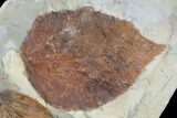 Two Fossil Leaves - Davidia And Celtis - Montana #95463-3